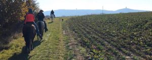 www.els-kwatawa-ranch.at/wp-content/uploads/2019/11/els-kwatawa-ranch_thayatal_westernreiten_wanderreiten_weinviertelritt_1024x410