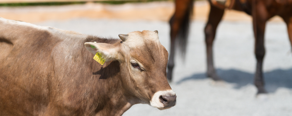 Read more about the article Versatility Ranch Horse mit Joedy Cunningham: Ranch Cutting & Ranch Cow Work vom 14.10. – 16.10.2022