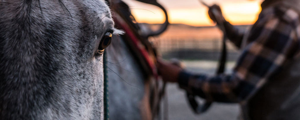 Read more about the article Versatility Ranch Horse mit Klaus Fock: Ranch Trail und Ranch Riding vom 14.5. – 15.5.2022